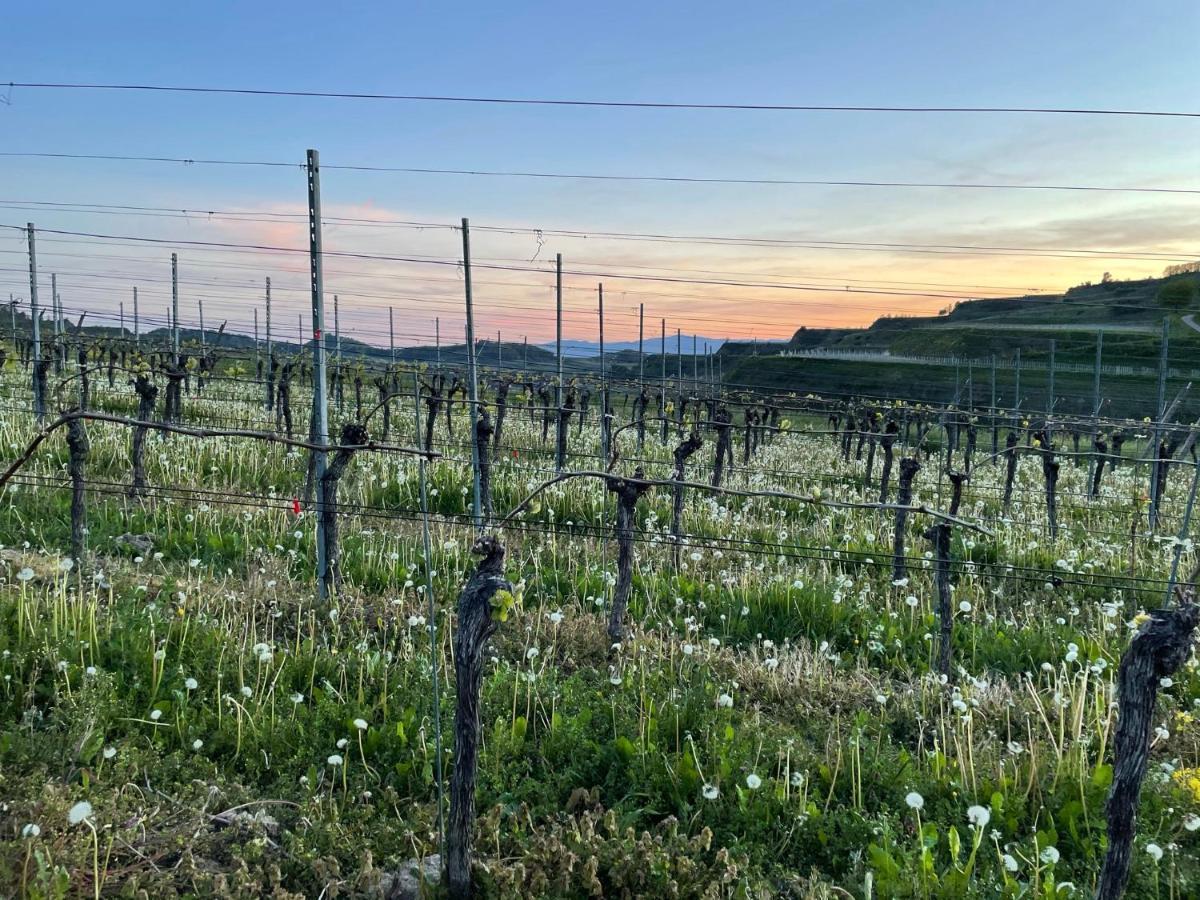 Weingut & Strausswirtschaft Vogel Apartment Vogtsburg Ngoại thất bức ảnh