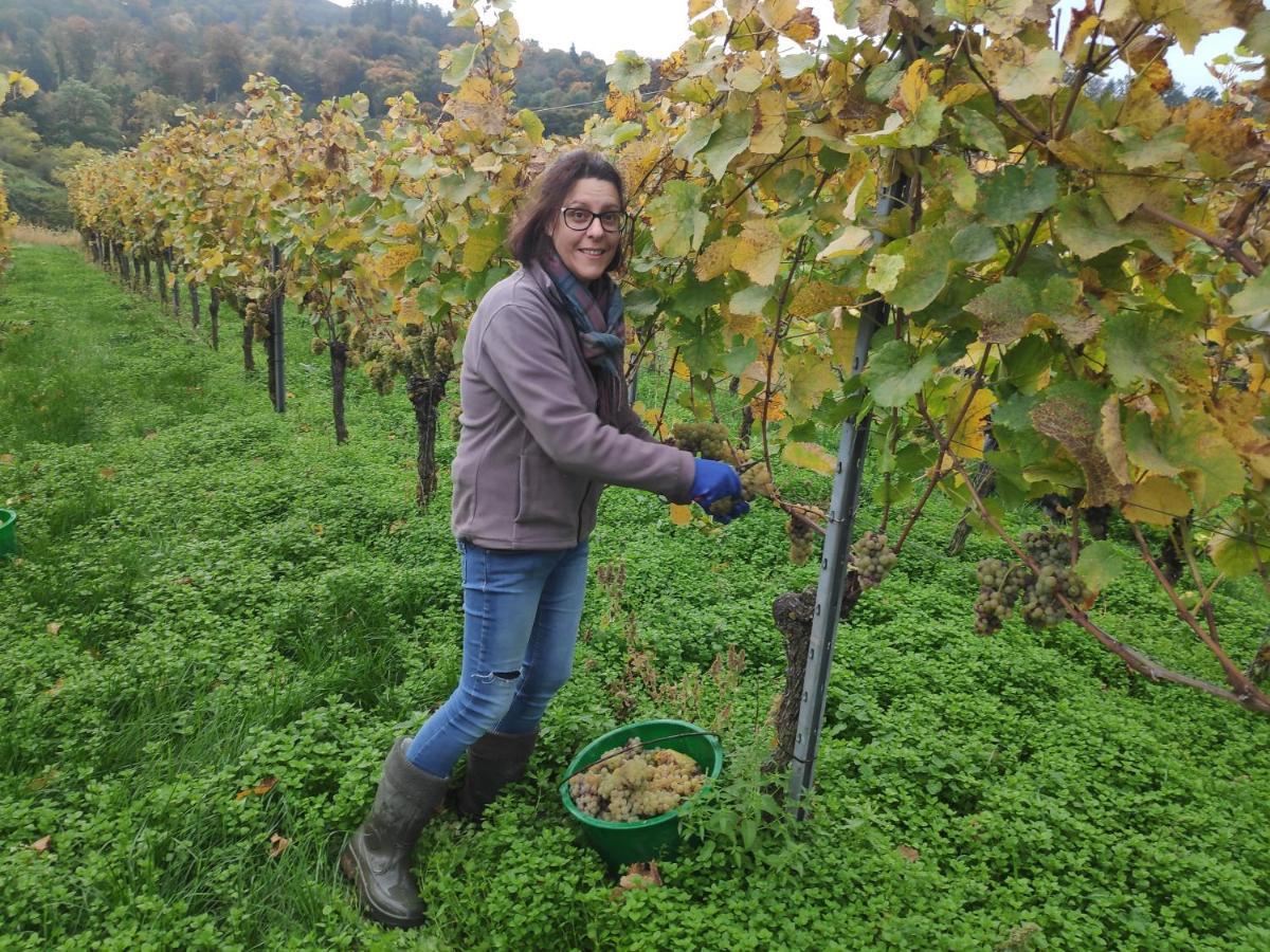 Weingut & Strausswirtschaft Vogel Apartment Vogtsburg Ngoại thất bức ảnh