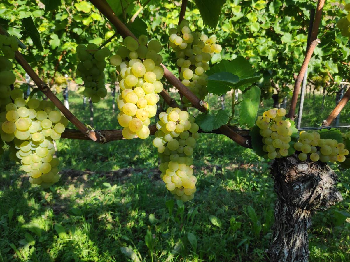 Weingut & Strausswirtschaft Vogel Apartment Vogtsburg Ngoại thất bức ảnh