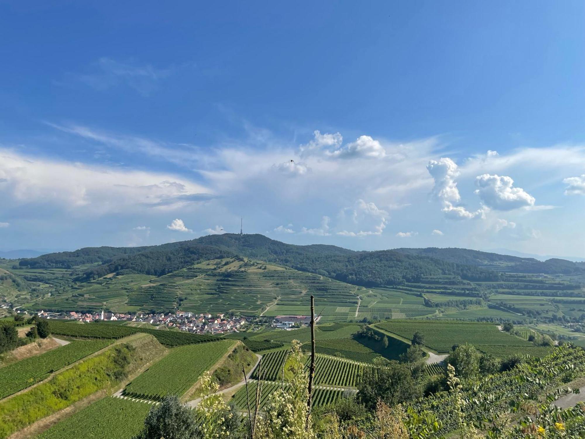 Weingut & Strausswirtschaft Vogel Apartment Vogtsburg Ngoại thất bức ảnh